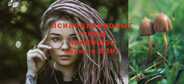 гашик Новозыбков